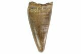 Juvenile Tyrannosaur Premax Tooth - Judith River Formation #93723-1